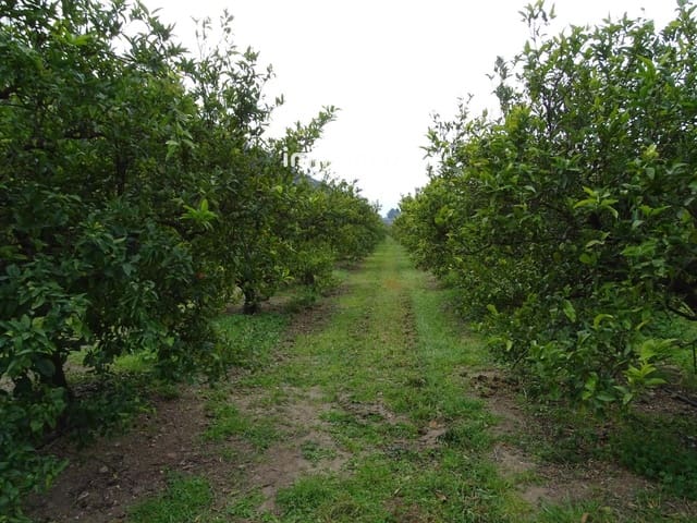 Undeveloped Land for sale in Benifallet - € 81,000 (Ref: 9013085)