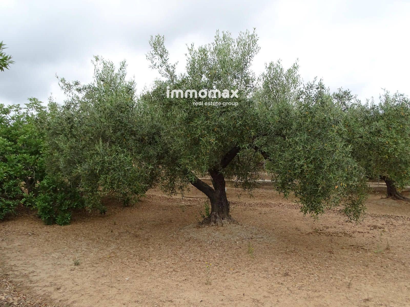 Teren niezagospodarowany na sprzedaż w Xerta - 66 000 € (Ref: 9138282)