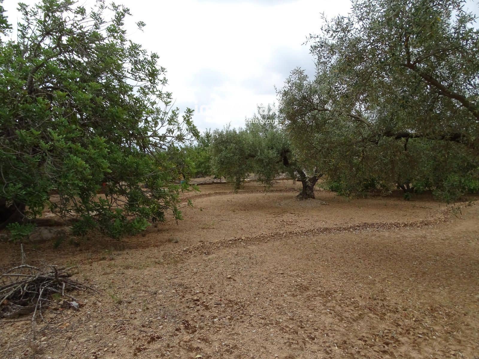 Teren niezagospodarowany na sprzedaż w Xerta - 66 000 € (Ref: 9138282)