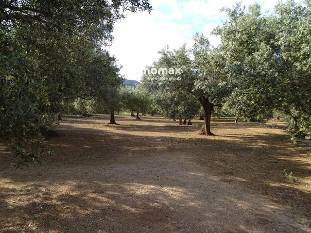 Undeveloped Land for sale in Xerta - € 32,000 (Ref: 9138283)