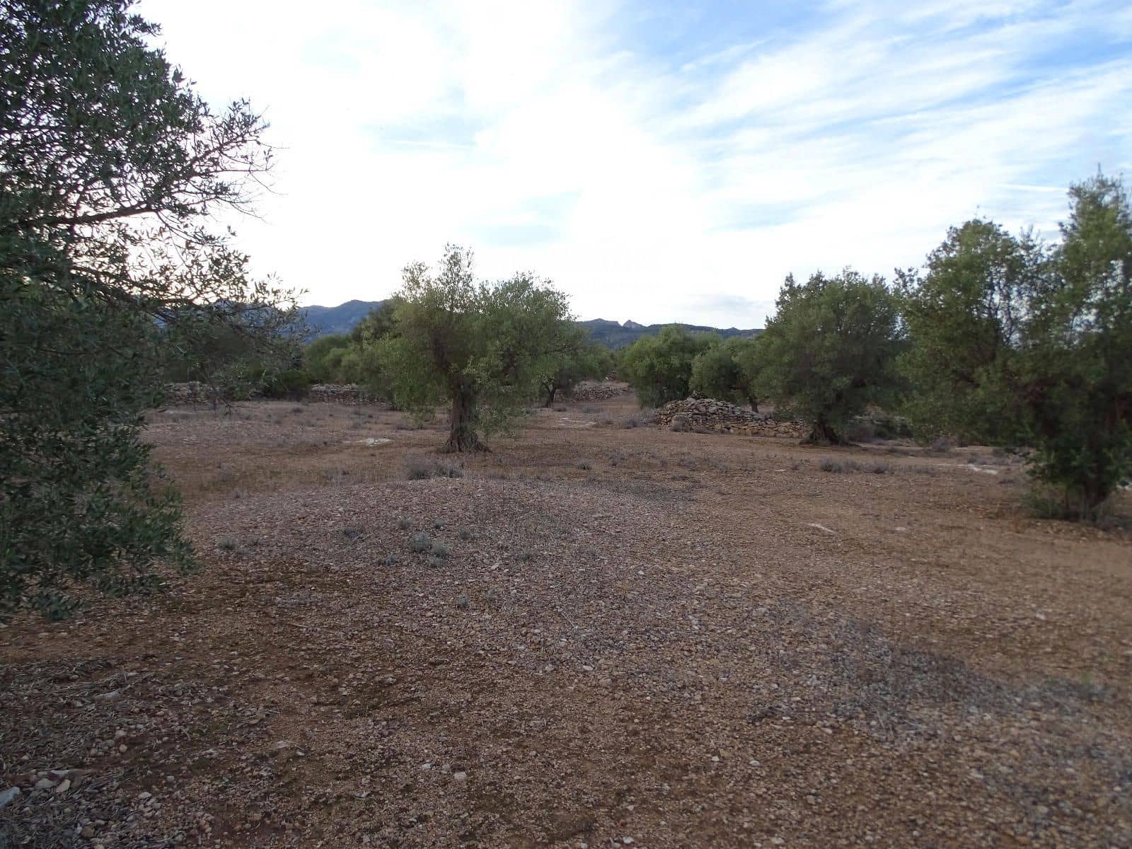 Undeveloped Land for sale in Xerta - € 59,000 (Ref: 9138487)