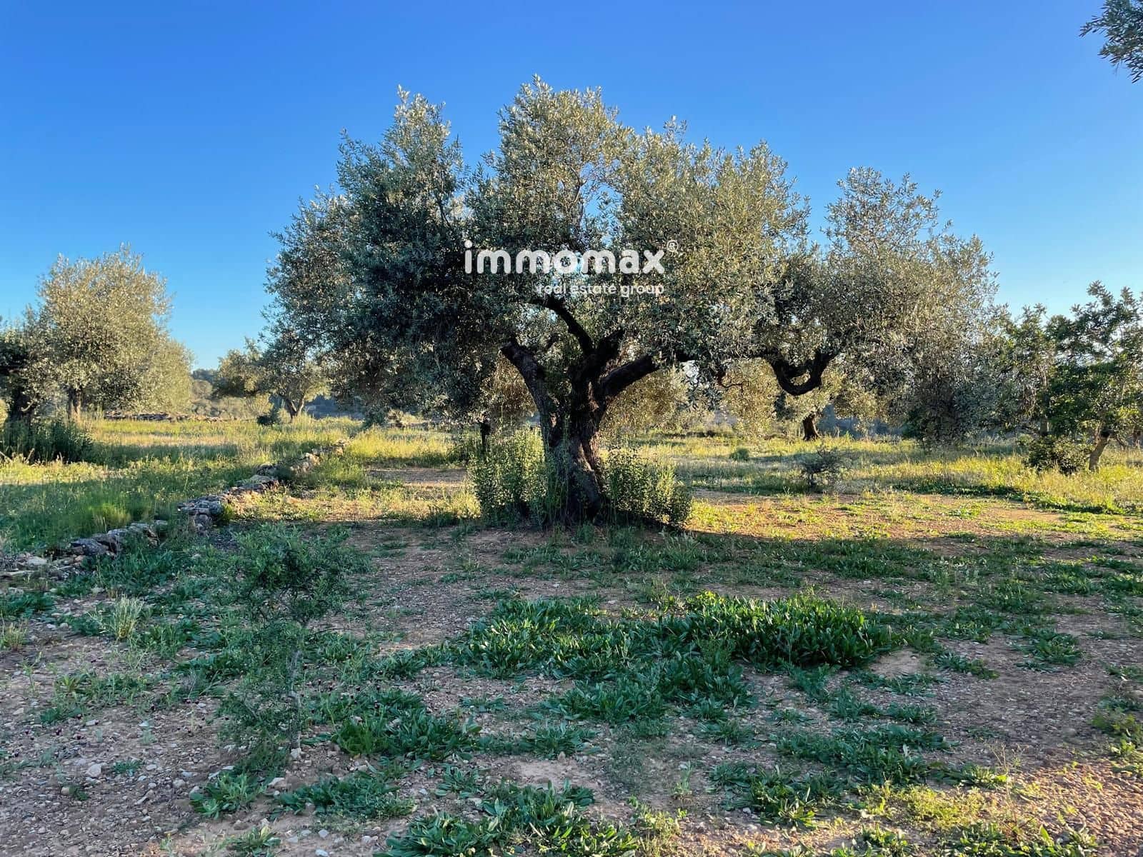 Ubebygd land til salgs i Tivenys - € 12 000 (Ref: 9296057)