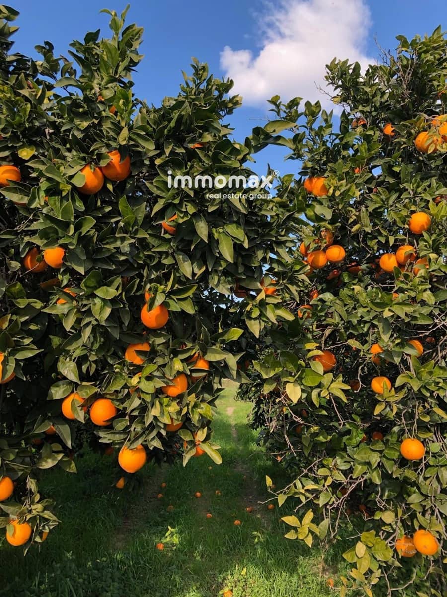 Terre non Aménagée à vendre à Xerta - 90 000 € (Ref: 9384833)