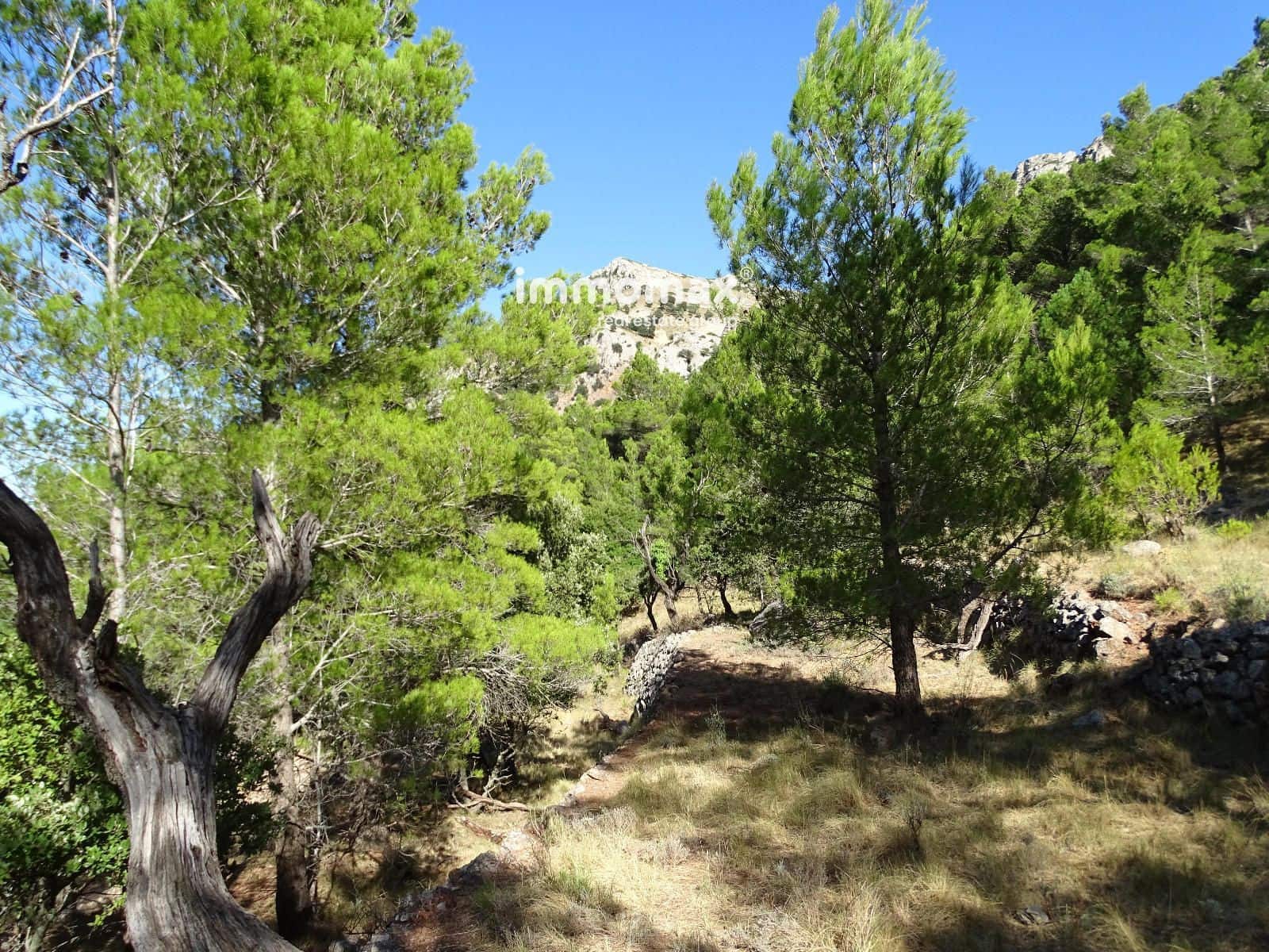 Ubebygd land til salgs i Pauls - € 66 000 (Ref: 9396739)