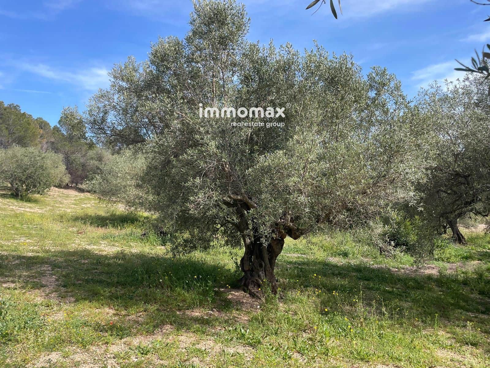 Undeveloped Land for sale in Xerta - € 22,000 (Ref: 9827674)