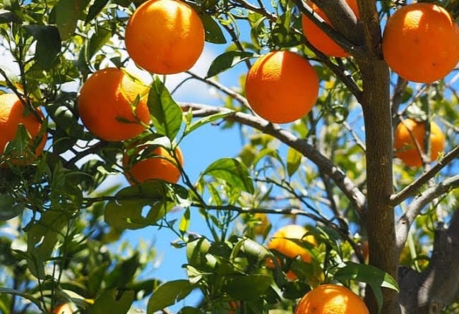 4 bedroom Villa for holiday rental in Calpe / Calp with pool garage - € 1,456 (Ref: 9761618)