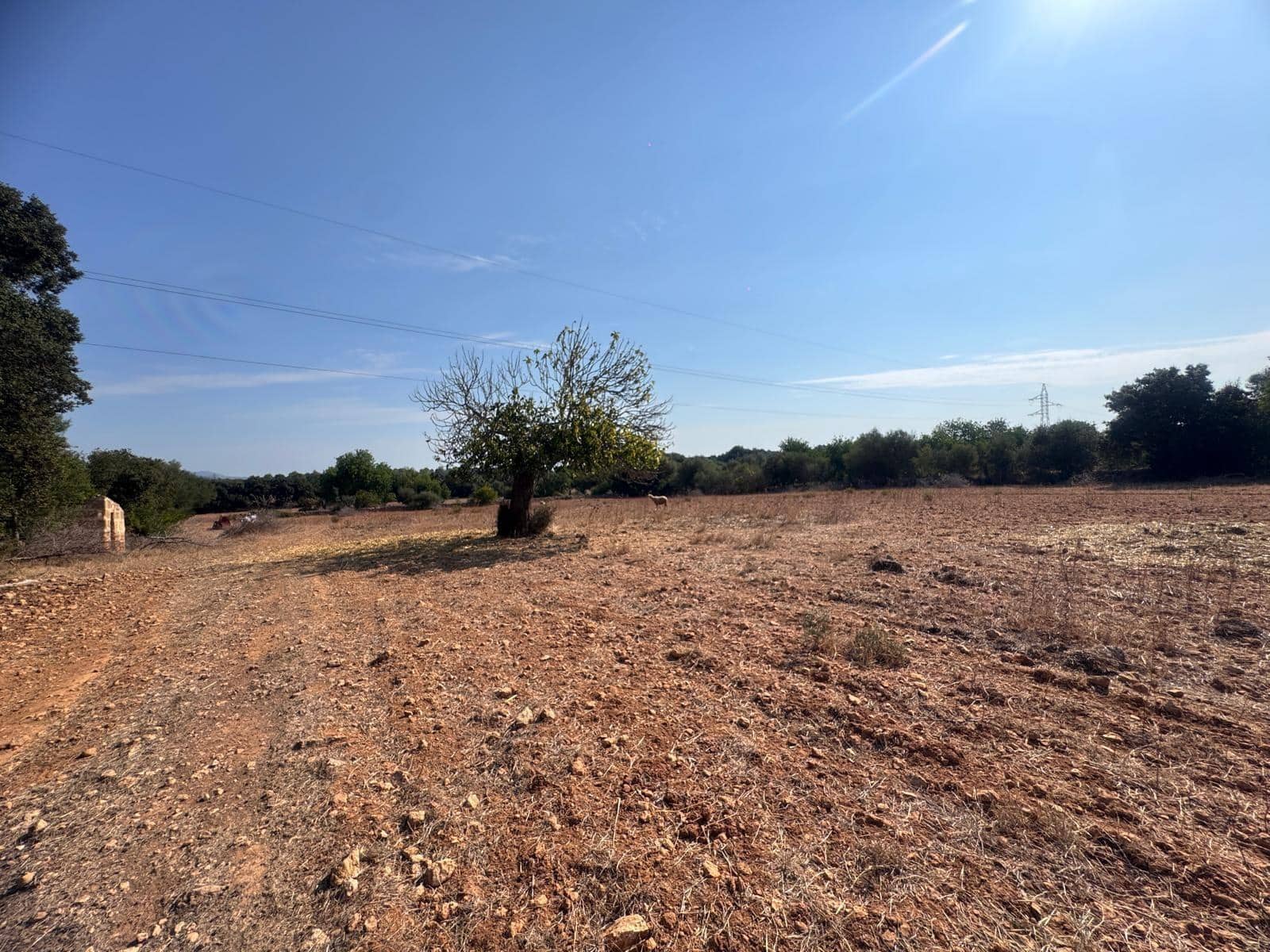 Rakentamaton maa myytävänä paikassa Inca - 265 000 € (Ref: 9197914)