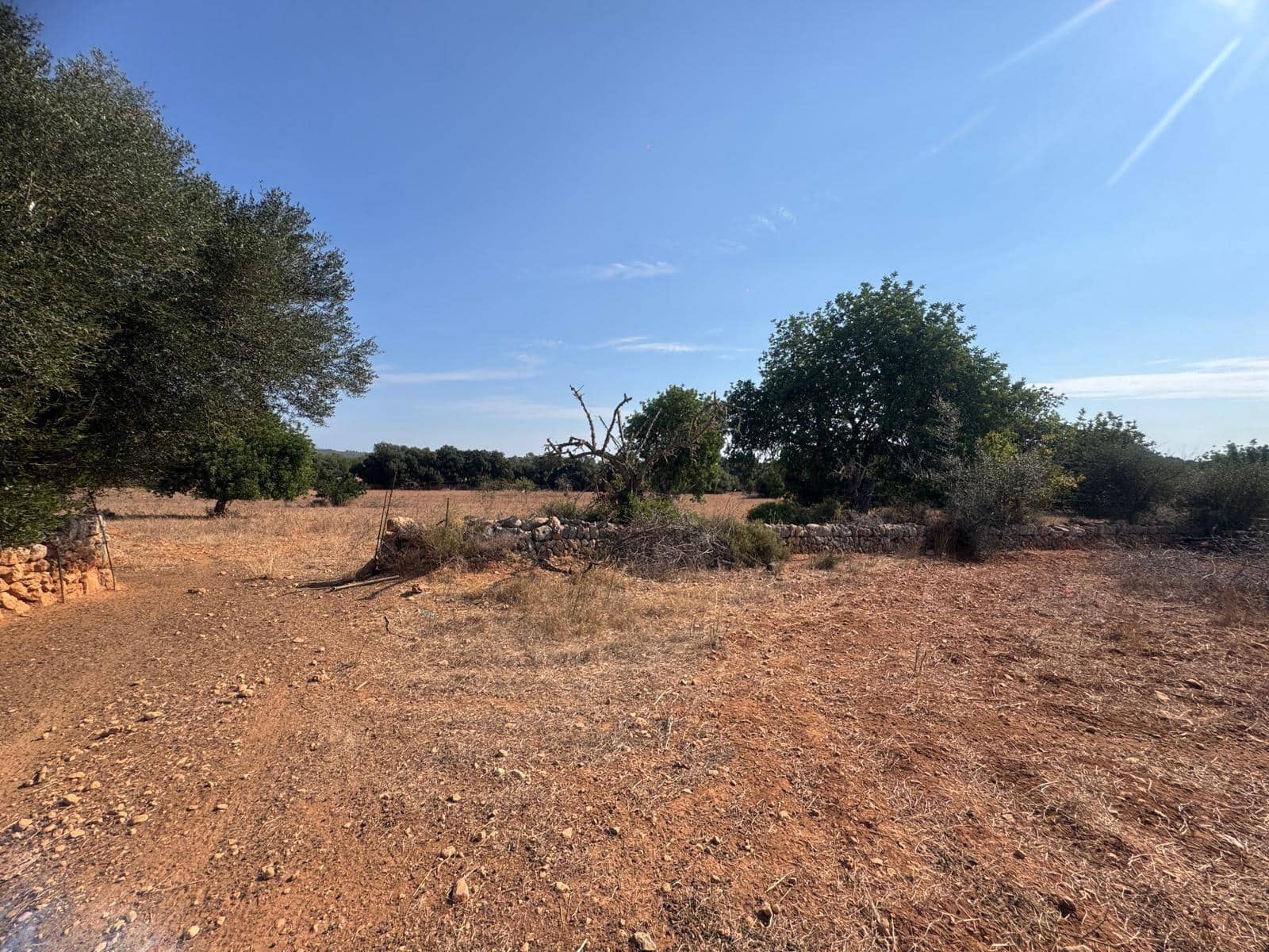 Rakentamaton maa myytävänä paikassa Inca - 265 000 € (Ref: 9197914)