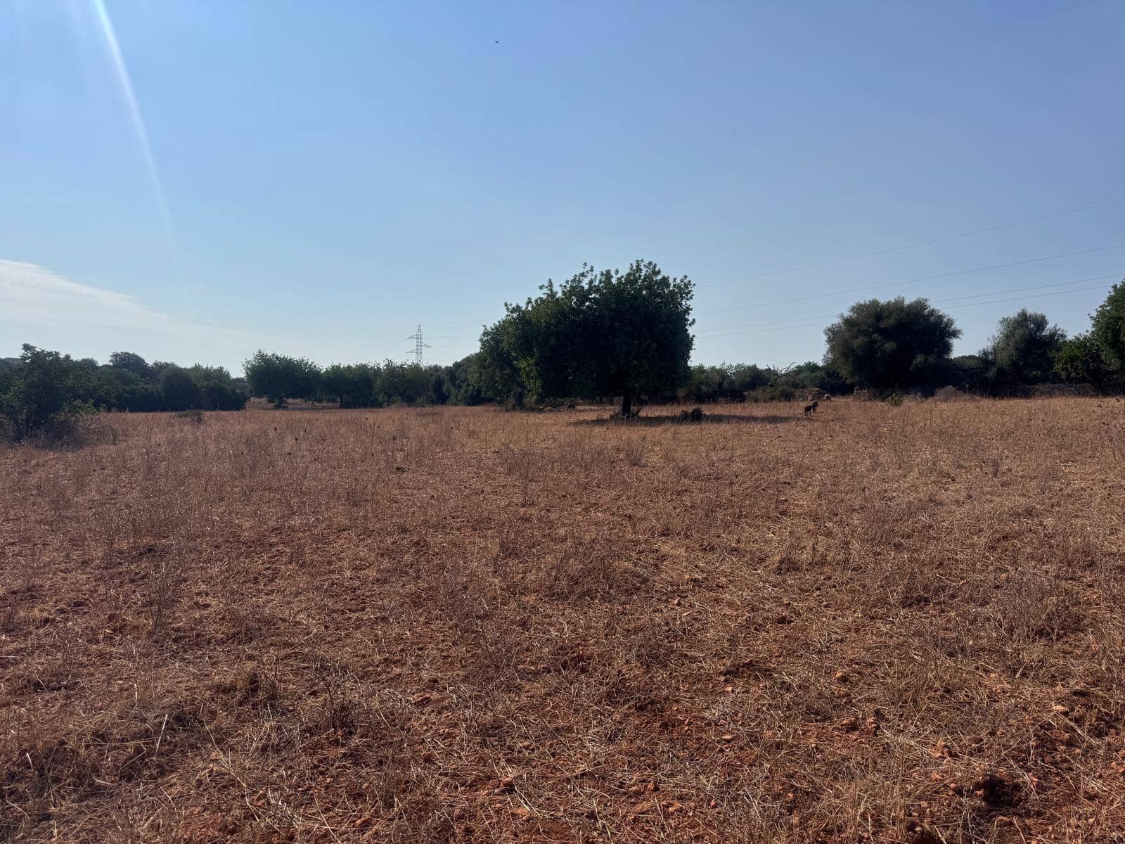 Rakentamaton maa myytävänä paikassa Inca - 265 000 € (Ref: 9197914)