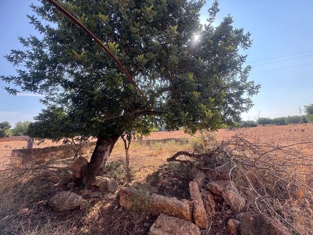 Mark till salu i Inca - 265 000 € (Ref: 9197914)