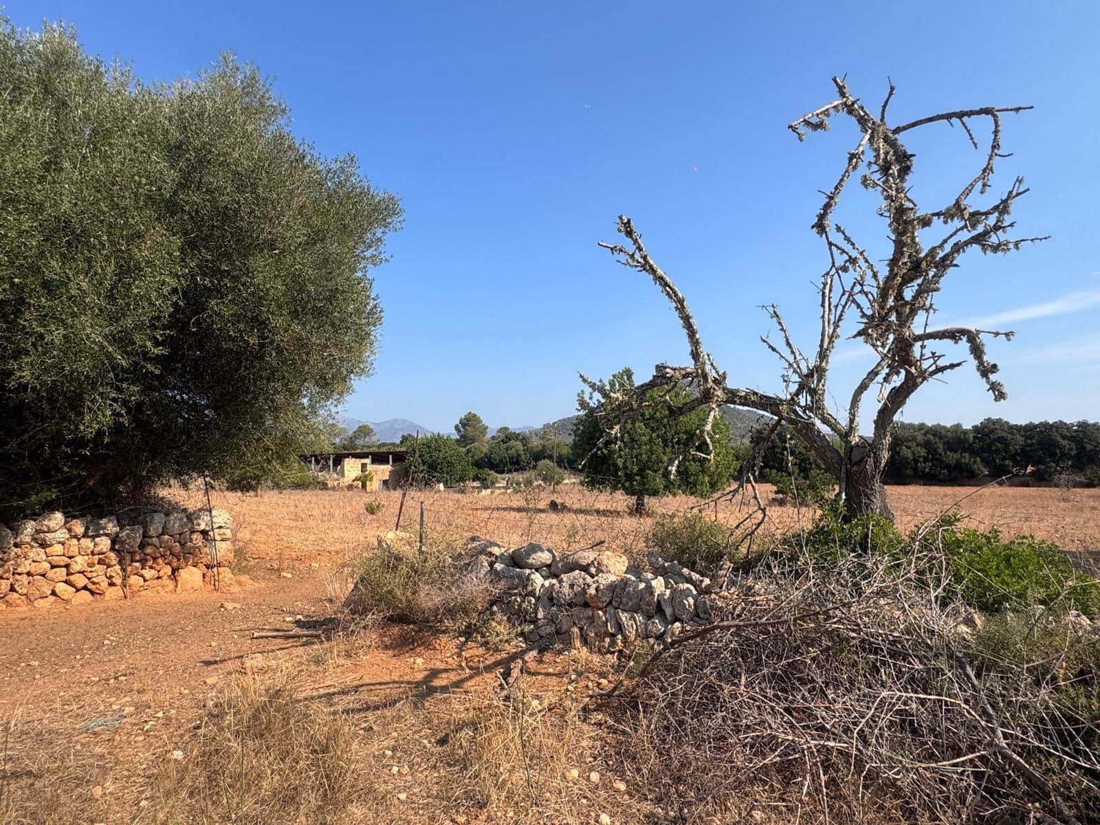 Rakentamaton maa myytävänä paikassa Inca - 265 000 € (Ref: 9197914)