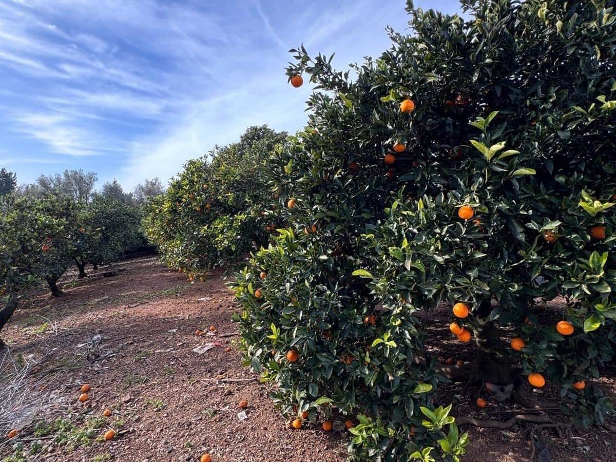 1 slaapkamer Finca/Landhuis te koop in Muro met garage - € 296.900 (Ref: 9533963)