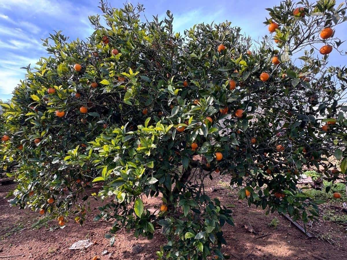 1 slaapkamer Finca/Landhuis te koop in Muro met garage - € 296.900 (Ref: 9533963)