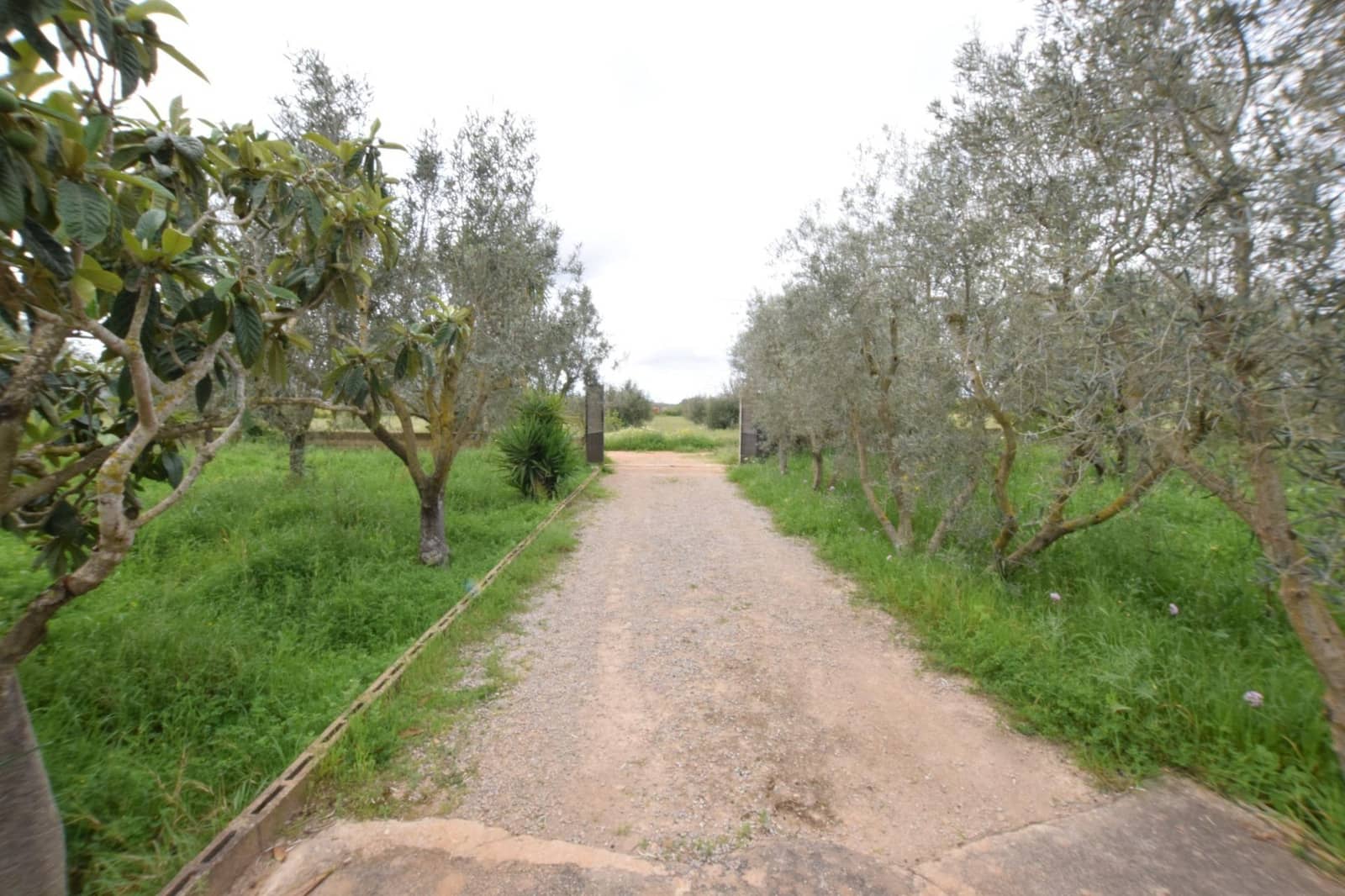 1 sypialnia Finka/Dom wiejski na sprzedaż w Ses Alqueries - 242 000 € (Ref: 9533968)