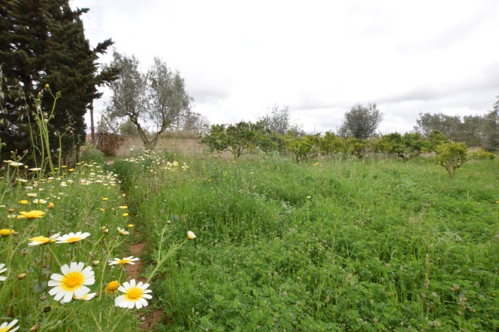 1 sypialnia Finka/Dom wiejski na sprzedaż w Ses Alqueries - 242 000 € (Ref: 9533968)