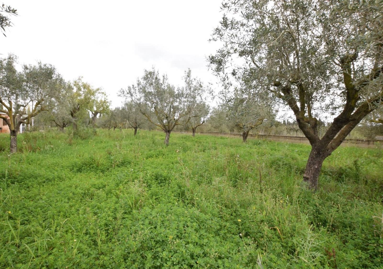 1 sypialnia Finka/Dom wiejski na sprzedaż w Ses Alqueries - 242 000 € (Ref: 9533968)