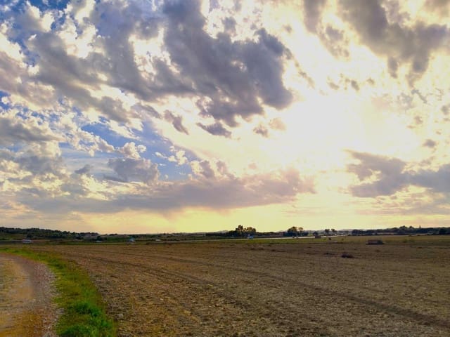 Terreno/Finca Rústica en Petra en venta - 265.000 € (Ref: 9556066)