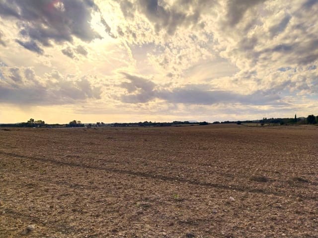 Terreno/Finca Rústica en Petra en venta - 265.000 € (Ref: 9556066)