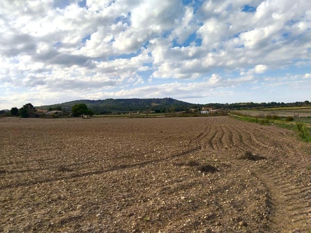 Terreno/Finca Rústica en Petra en venta - 265.000 € (Ref: 9556066)