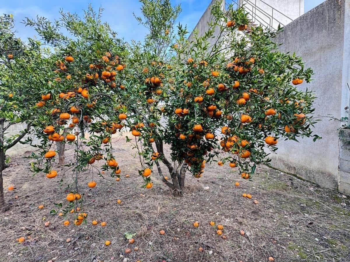 Działka budowlana na sprzedaż w Felanitx - 199 000 € (Ref: 9562072)