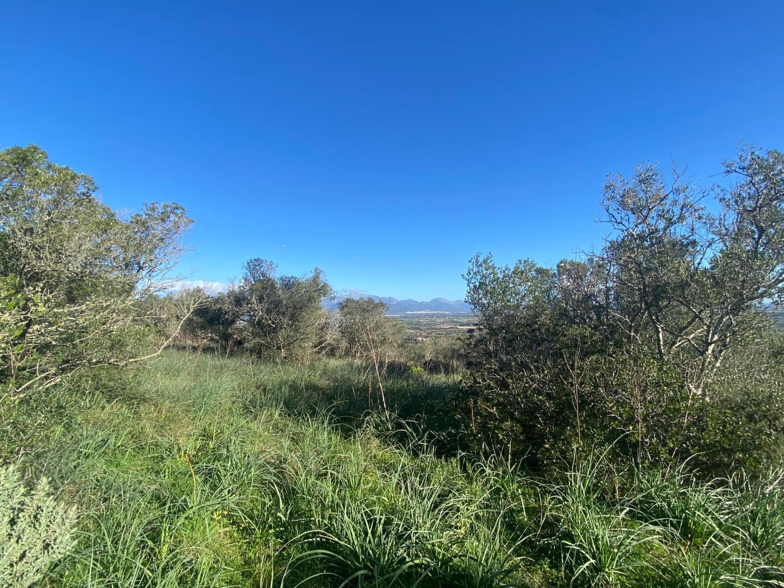 Mark till salu i Santa Eugenia - 41 630 € (Ref: 9599711)