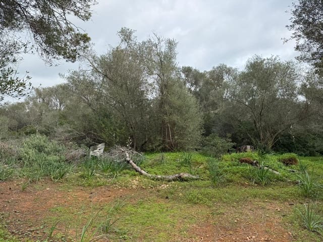 Grunde uden byggetilladelser til salg i Llucmajor - € 268.000 (Ref: 9698957)