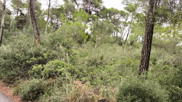 Area Edificabile in vendita in Manacor - 18.800 € (Rif: 9735811)