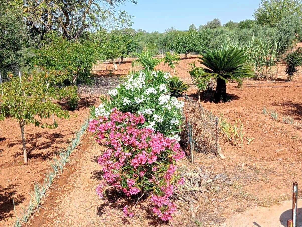 Finca/Landehus til salg i Porreres - € 169.900 (Ref: 9904188)