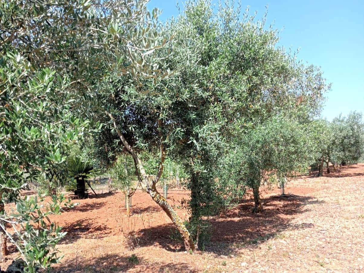 Finca/Landehus til salg i Porreres - € 169.900 (Ref: 9904188)