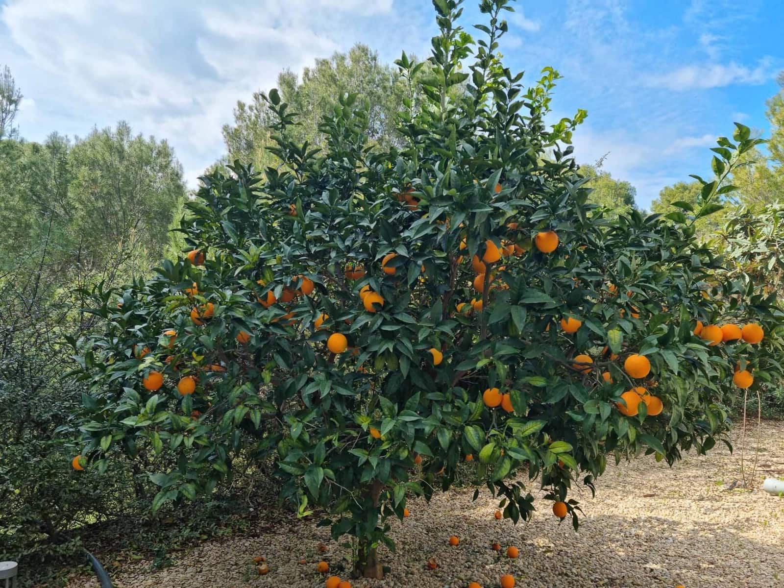 7 soveværelse Villa til salg i Altea med swimmingpool garage - € 1.990.000 (Ref: 8059543)