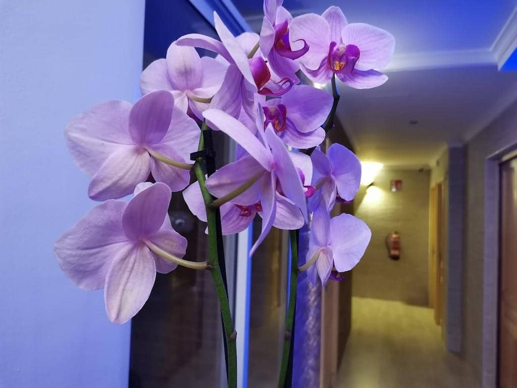 18 chambre Hôtel à vendre à Calpe / Calp - 1 700 000 € (Ref: 7667763)