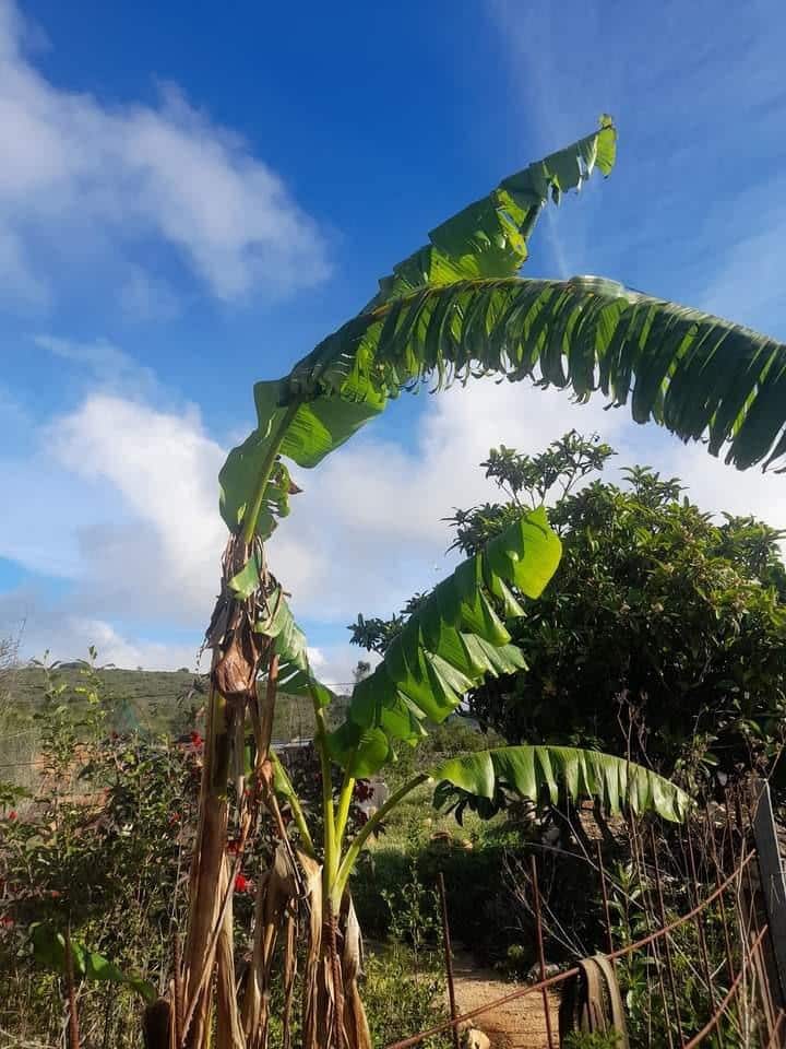 3 bedroom Finca/Country House for sale in Lliber - € 199,000 (Ref: 8689115)