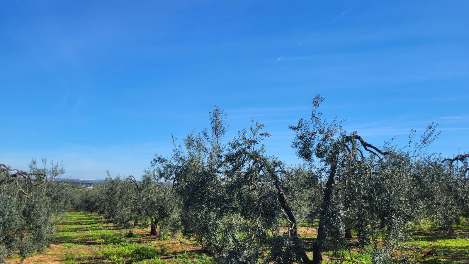 4 soveværelse Finca/Landehus til salg i Pilas med swimmingpool - € 250.000 (Ref: 8308771)