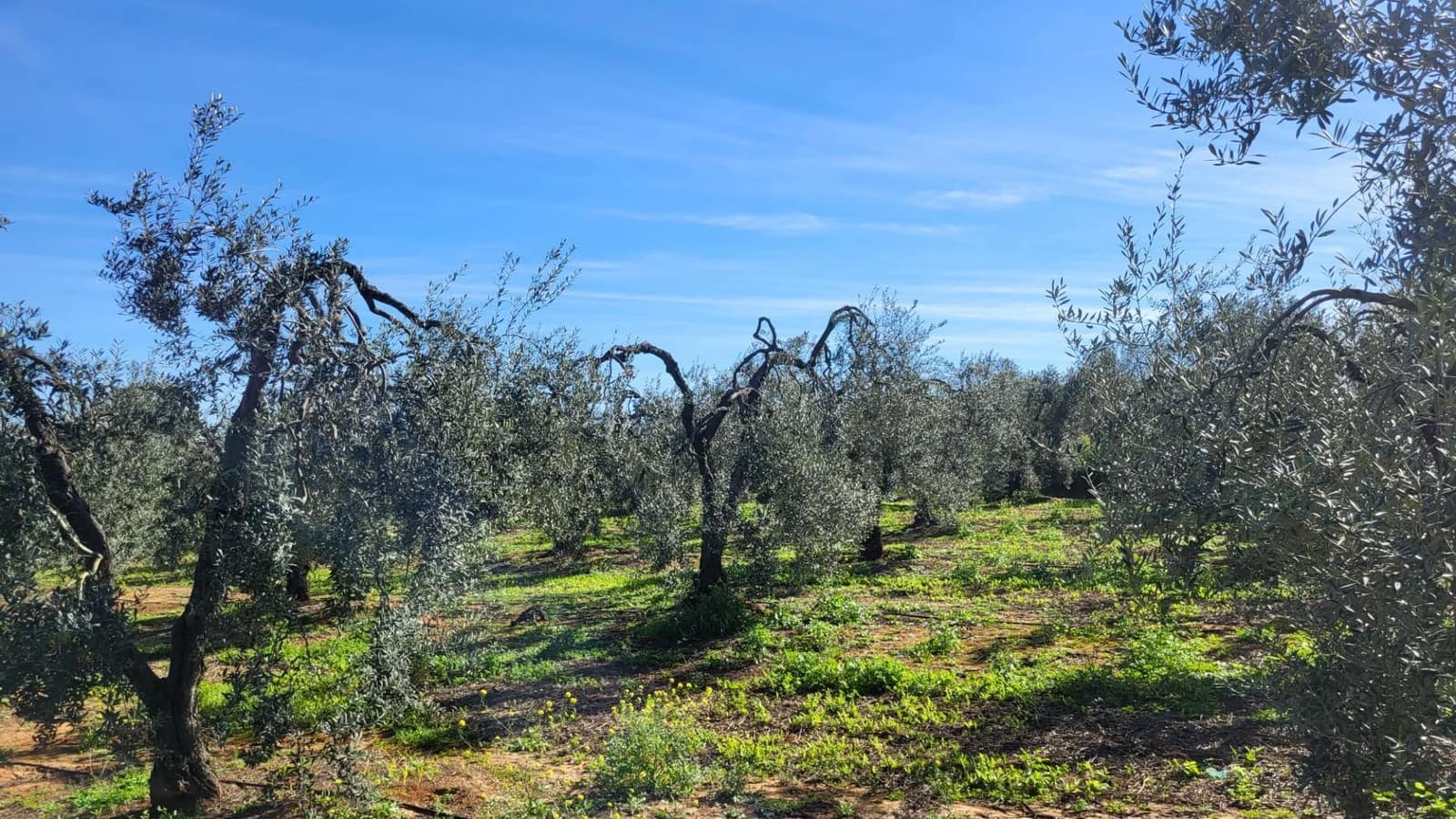 4 soveværelse Finca/Landehus til salg i Pilas med swimmingpool - € 250.000 (Ref: 8308771)