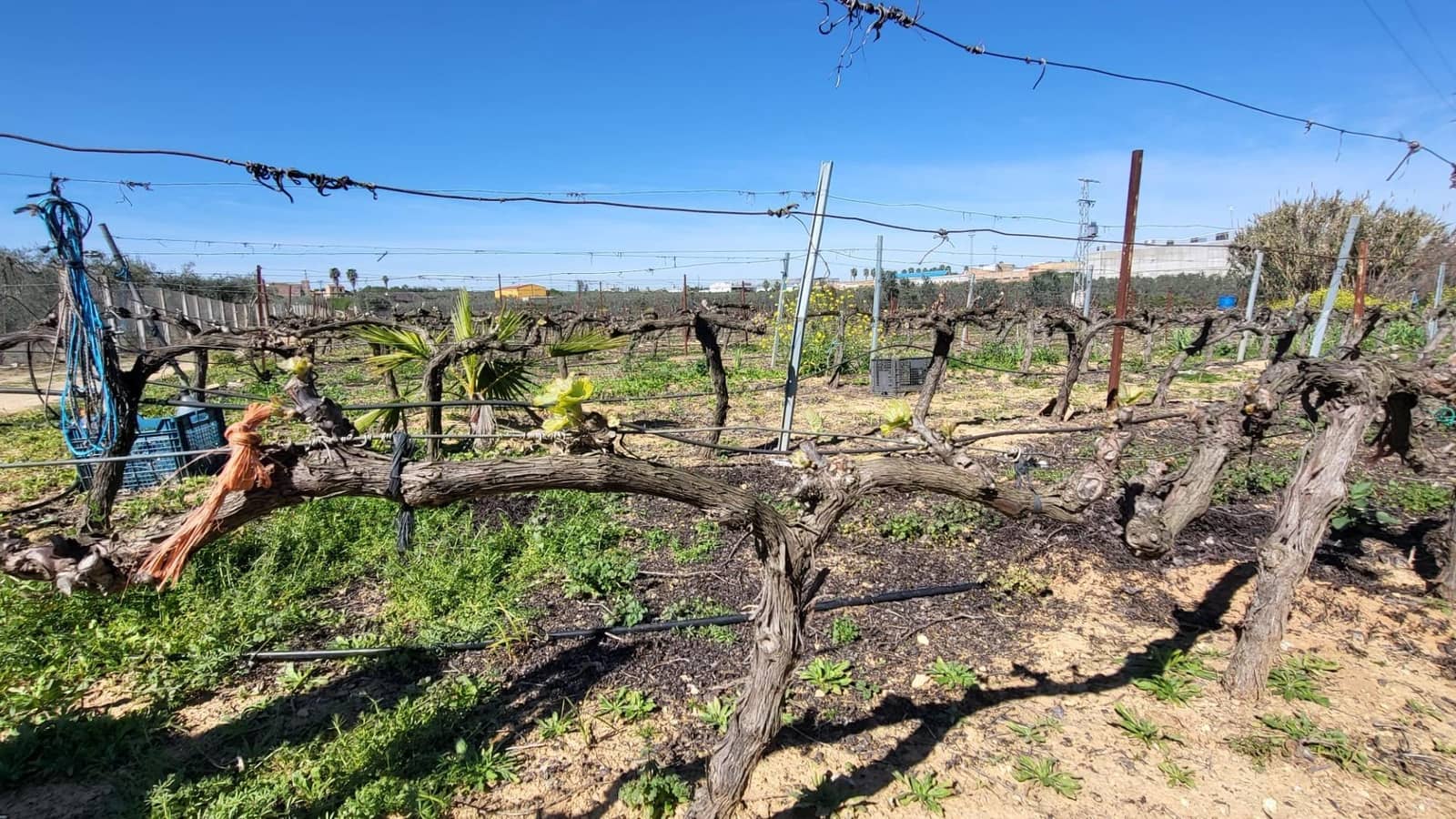 4 soveværelse Finca/Landehus til salg i Pilas med swimmingpool - € 250.000 (Ref: 8308771)