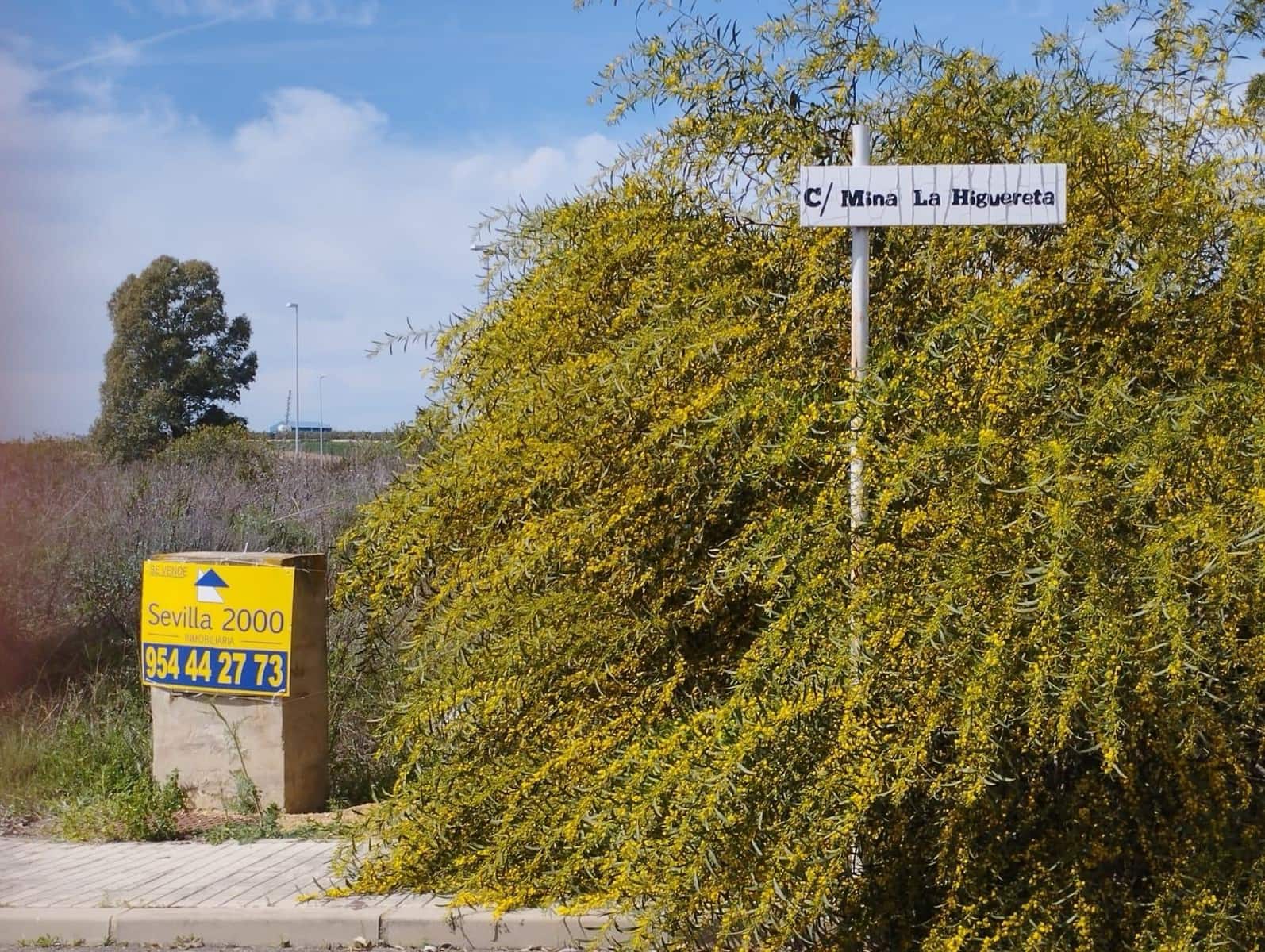 Byggegrund til salg i Aznalcollar - € 600.000 (Ref: 8316354)