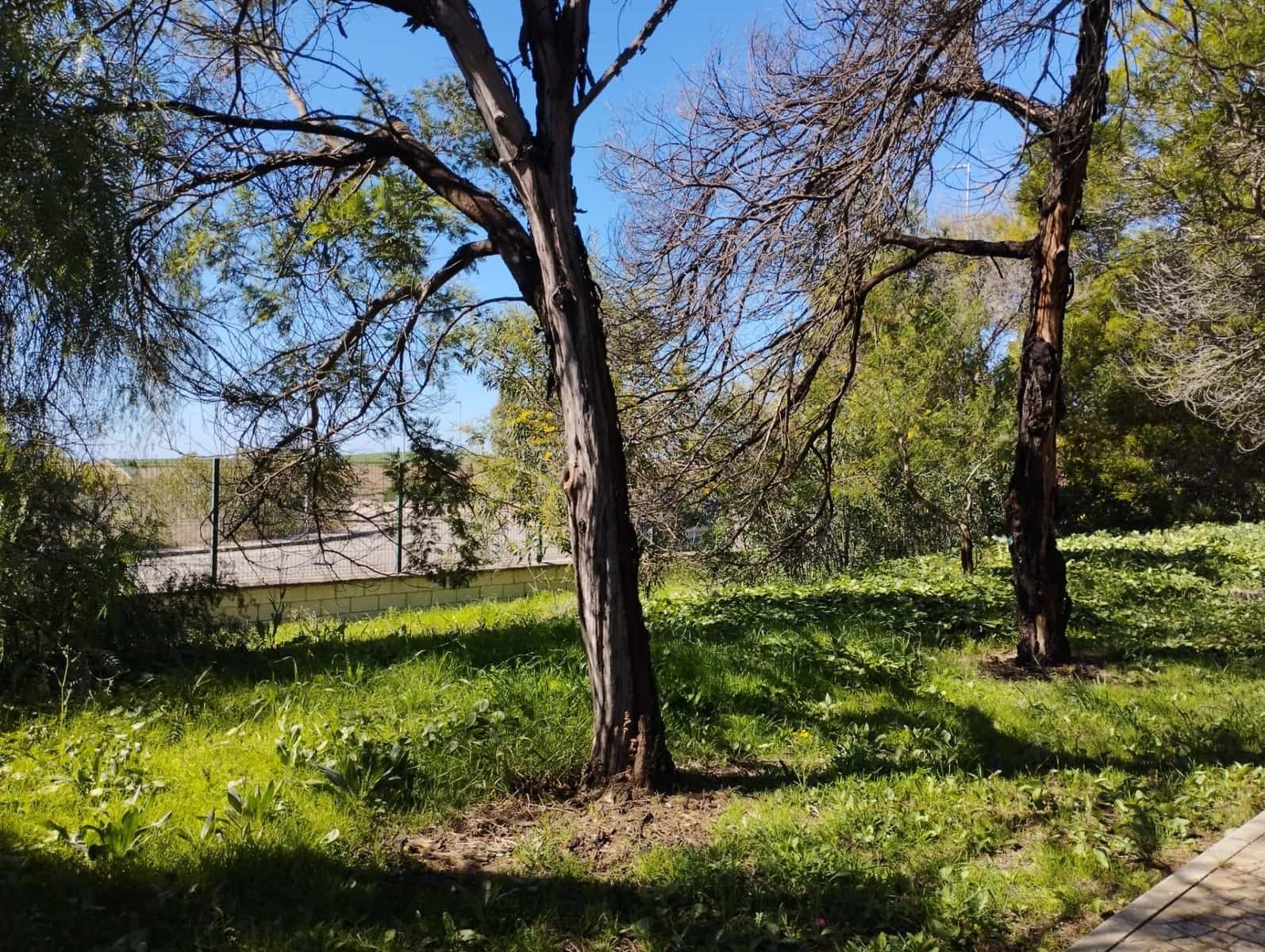 Byggegrund til salg i Aznalcollar - € 600.000 (Ref: 8316354)