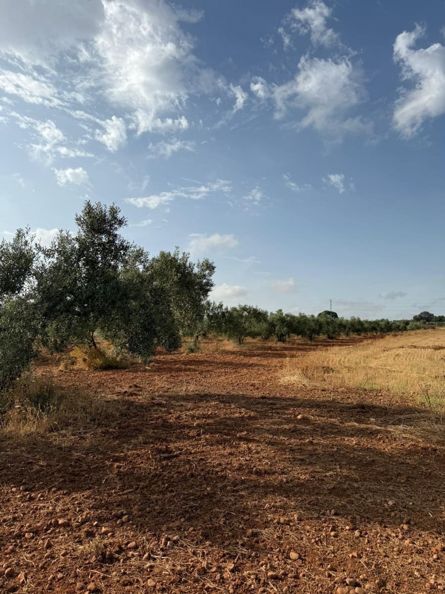 Mark till salu i Carmona - 55 000 € (Ref: 9085343)