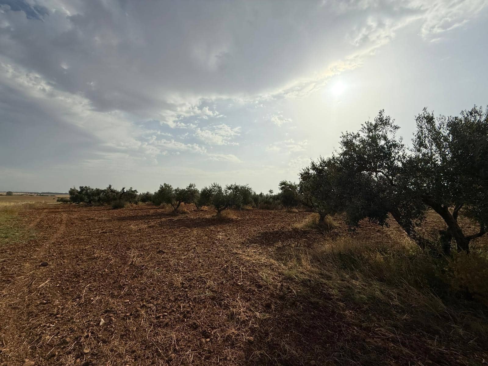 Mark till salu i Carmona - 55 000 € (Ref: 9085343)