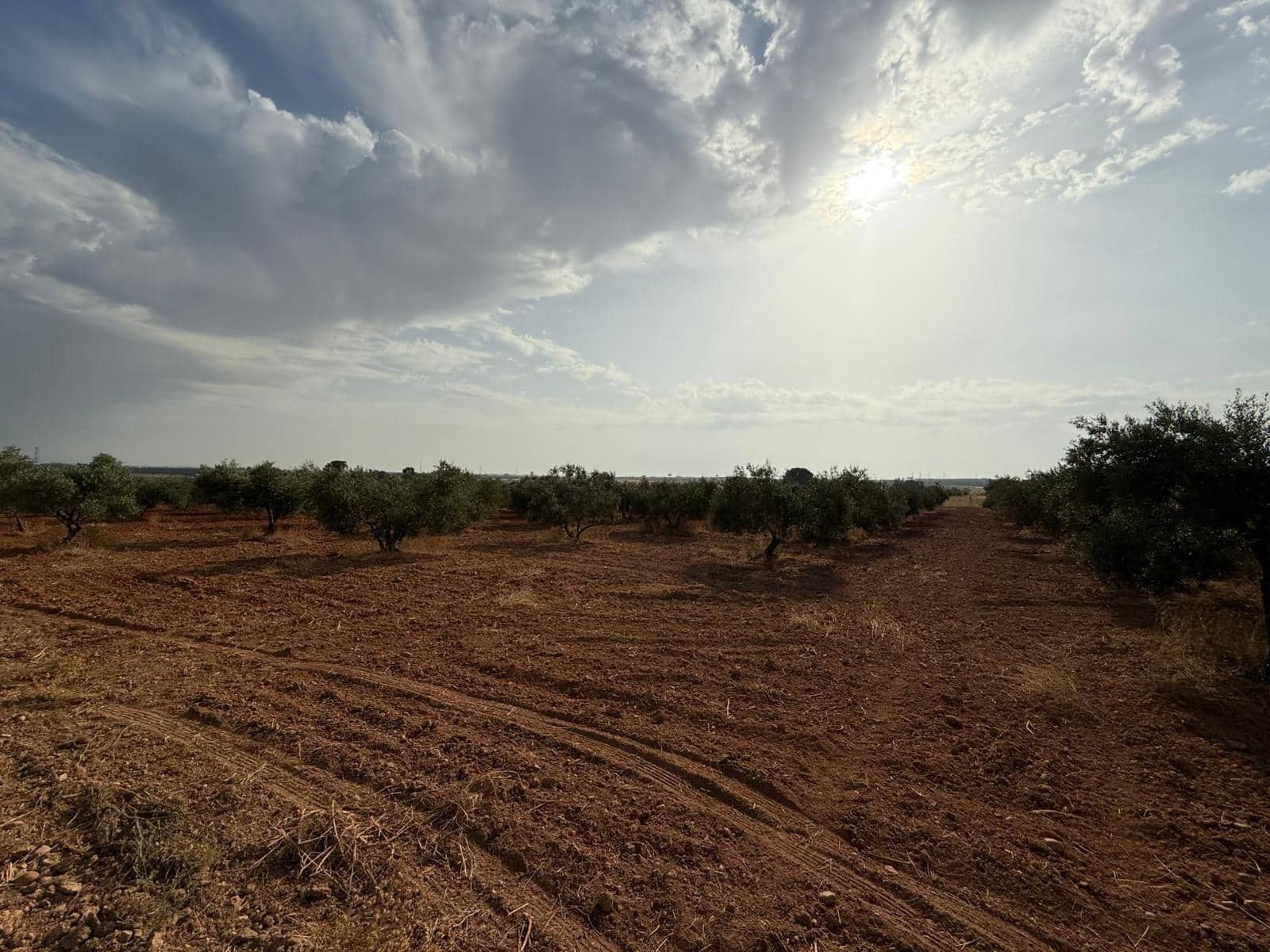 Mark till salu i Carmona - 55 000 € (Ref: 9085343)