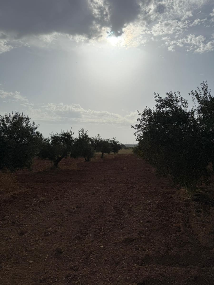 Mark till salu i Carmona - 55 000 € (Ref: 9085343)