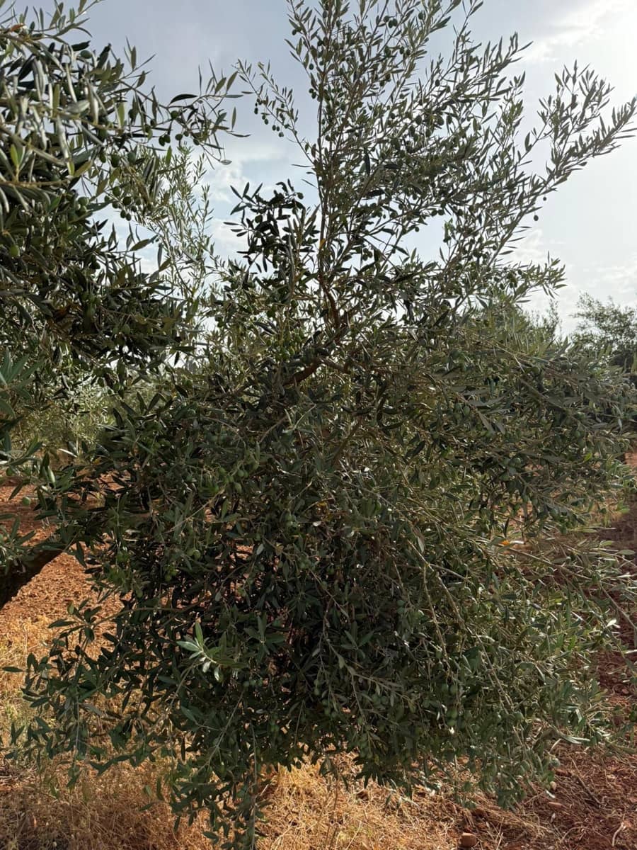 Mark till salu i Carmona - 55 000 € (Ref: 9085343)