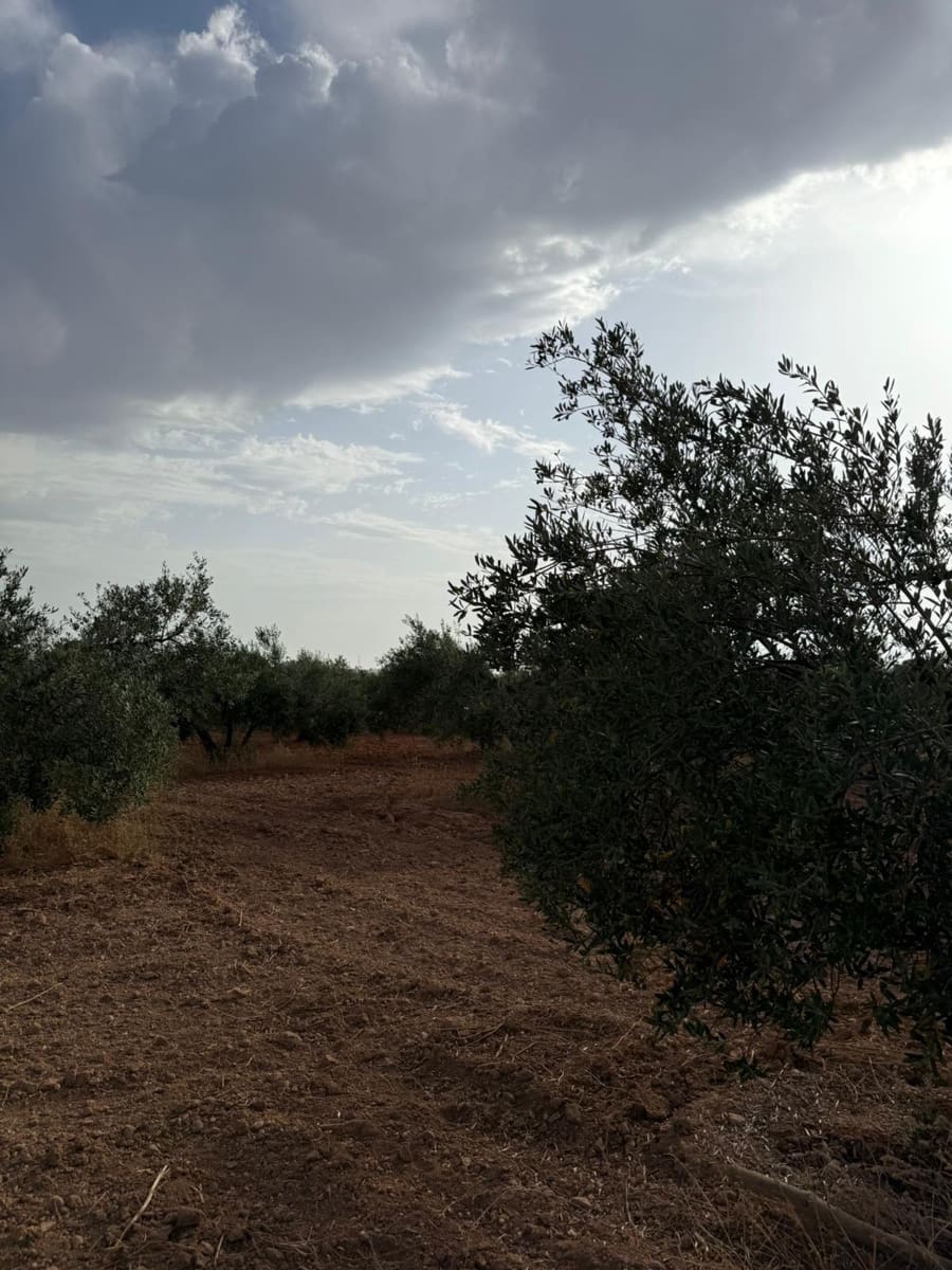 Mark till salu i Carmona - 55 000 € (Ref: 9085343)