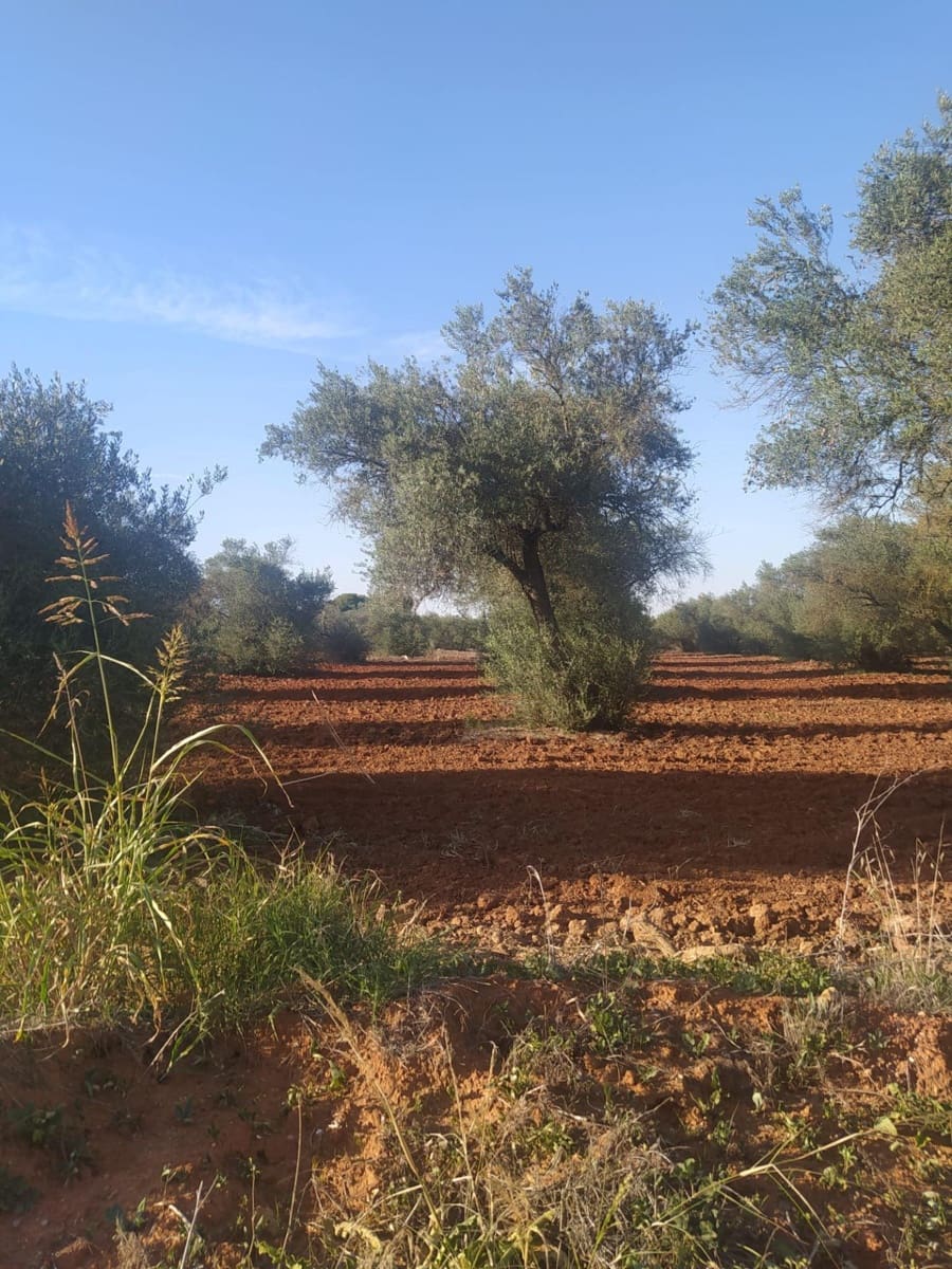 Grunde uden byggetilladelser til salg i Almensilla - € 180.000 (Ref: 9171515)