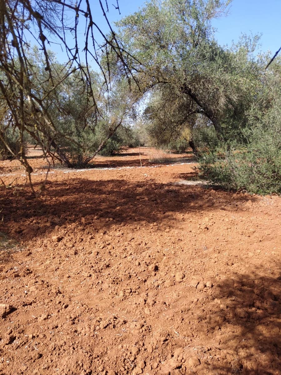 Grunde uden byggetilladelser til salg i Almensilla - € 180.000 (Ref: 9171515)