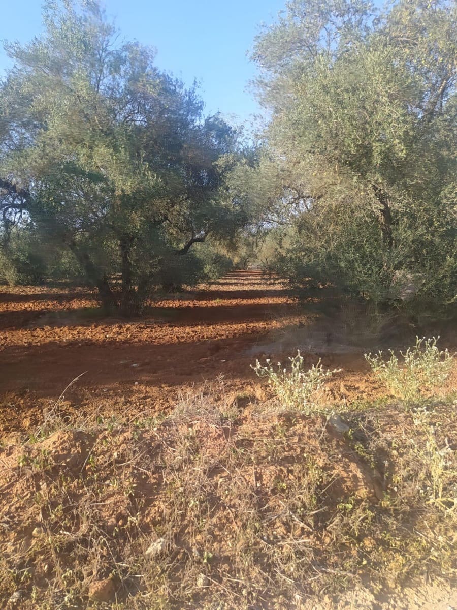 Grunde uden byggetilladelser til salg i Almensilla - € 180.000 (Ref: 9171515)