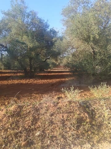 Grunde uden byggetilladelser til salg i Almensilla - € 180.000 (Ref: 9171515)