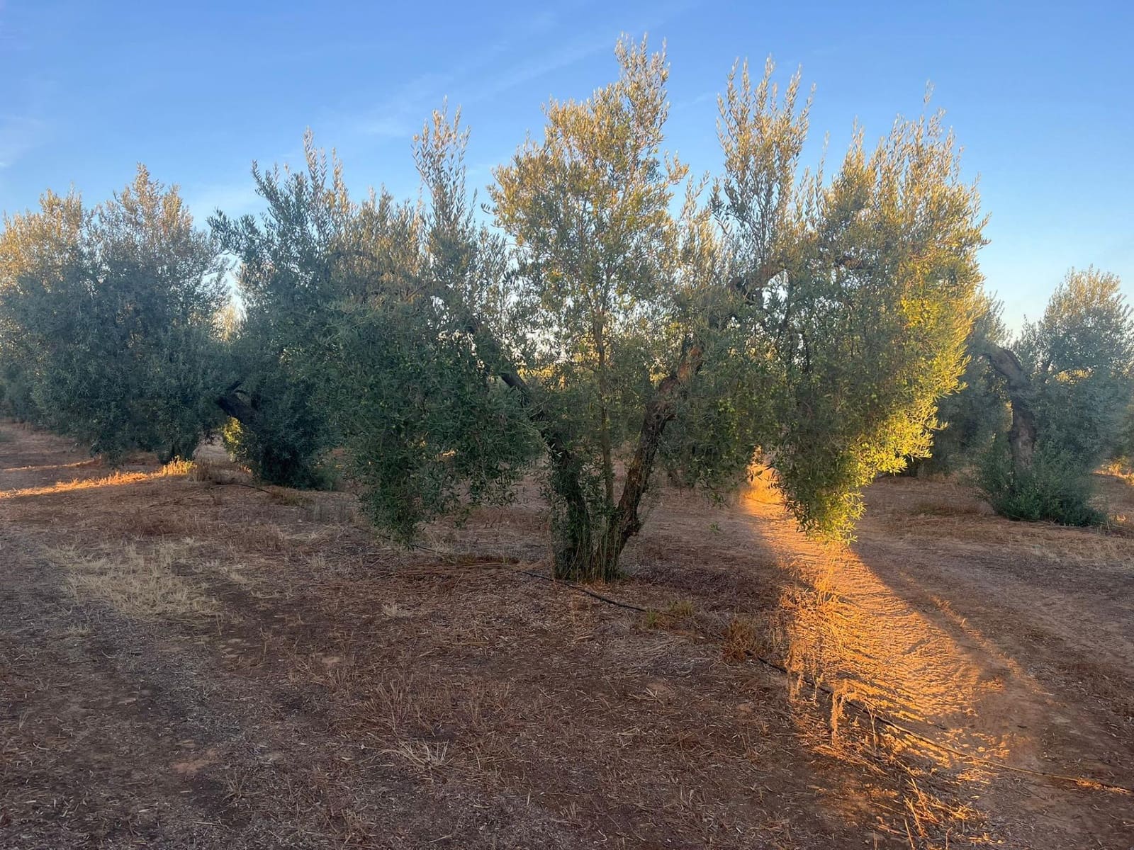 Teren niezagospodarowany na sprzedaż w Huevar - 110 000 € (Ref: 9220022)