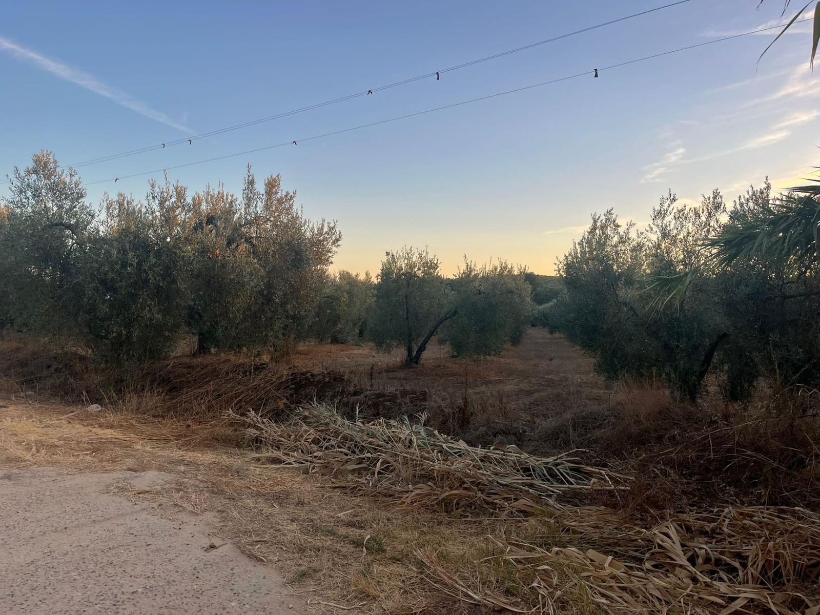 Teren niezagospodarowany na sprzedaż w Huevar - 110 000 € (Ref: 9220022)