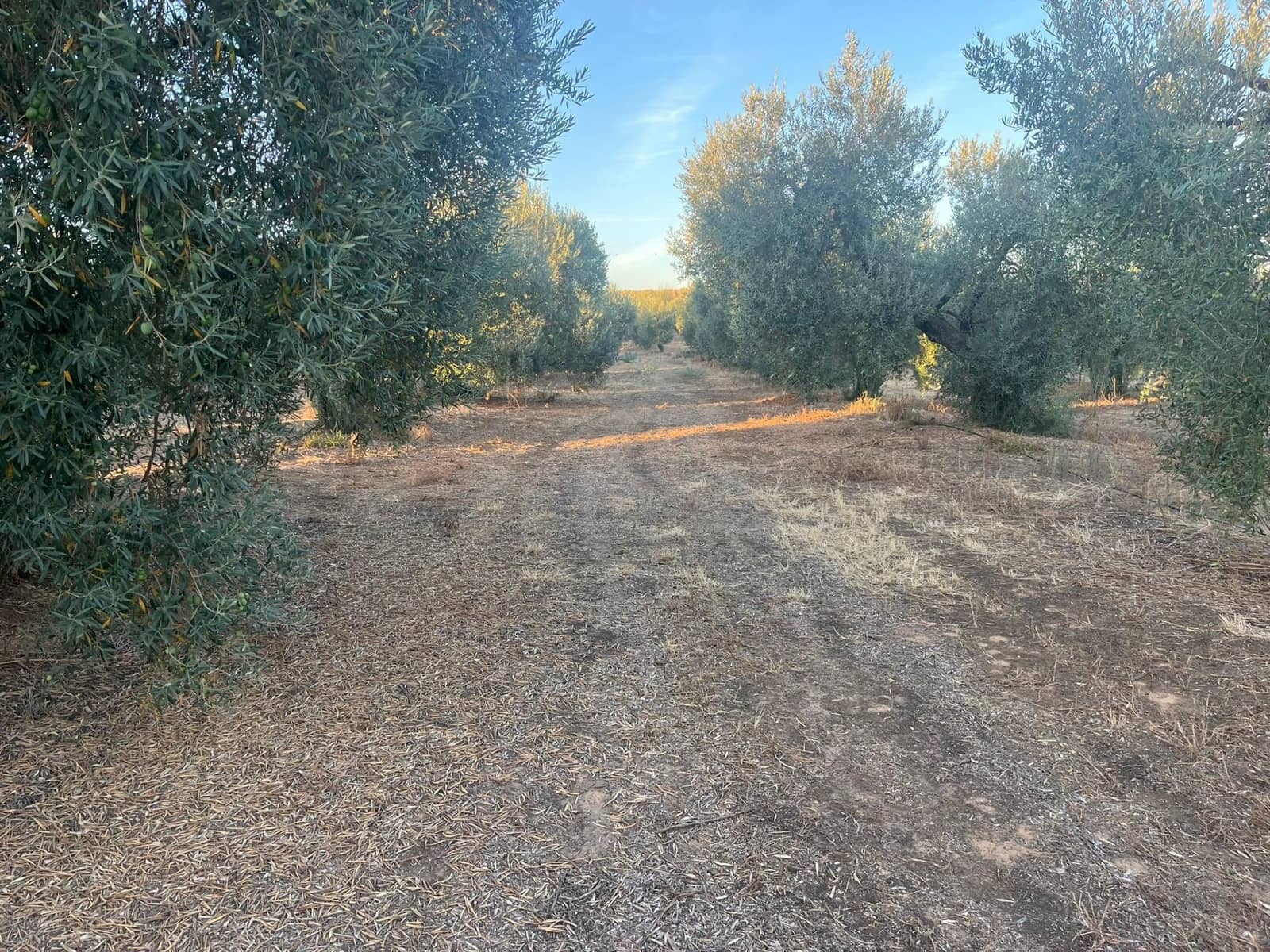 Teren niezagospodarowany na sprzedaż w Huevar - 110 000 € (Ref: 9220022)